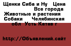 Щенки Сиба и Ну › Цена ­ 35000-85000 - Все города Животные и растения » Собаки   . Челябинская обл.,Усть-Катав г.